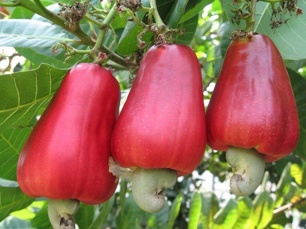 Health benefits of Cashew Apple