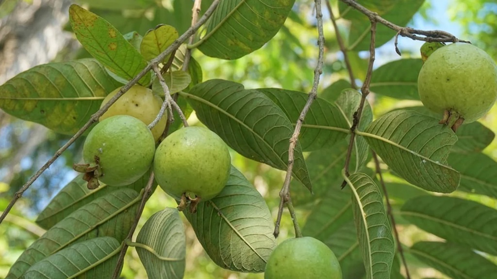 Health benefits of Guava