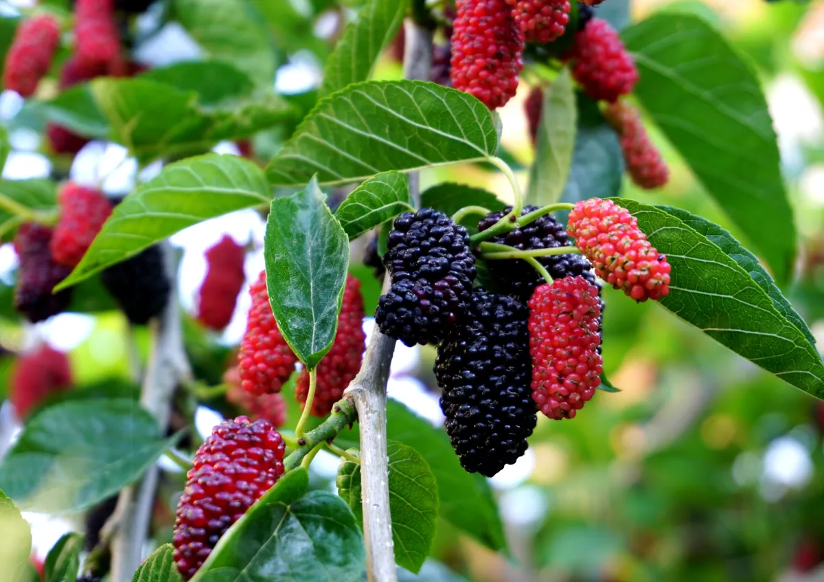 Health benefits of mulberries