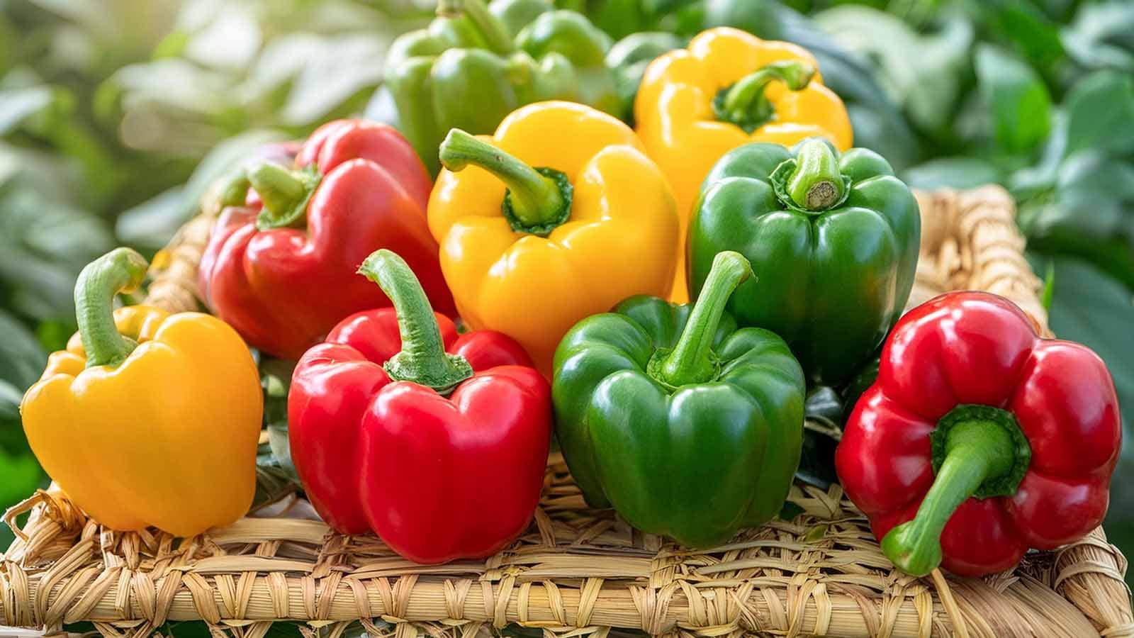 Health Benefits of Bell Pepper (Capsicum)