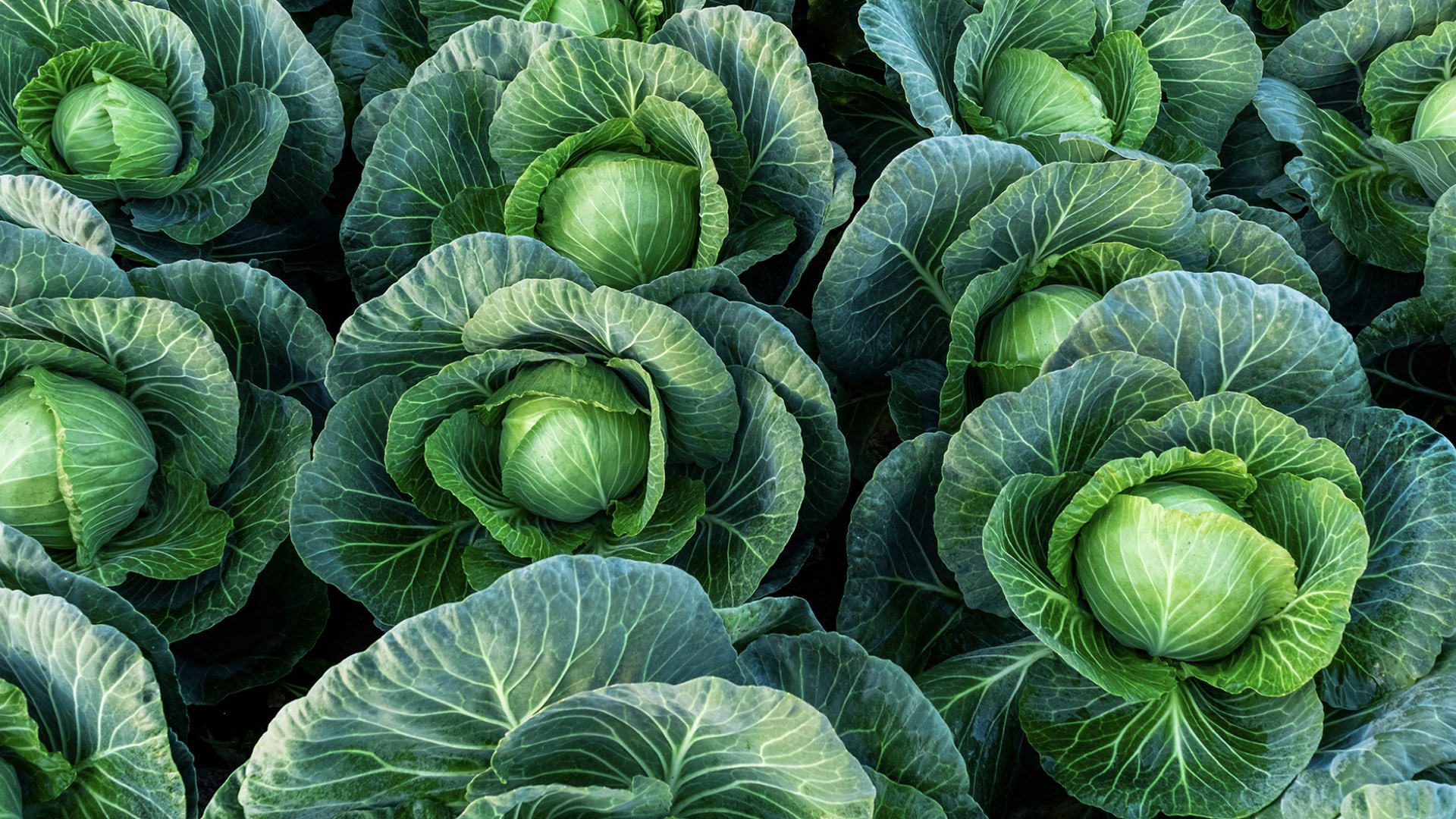 Health Benefits of Cabbage