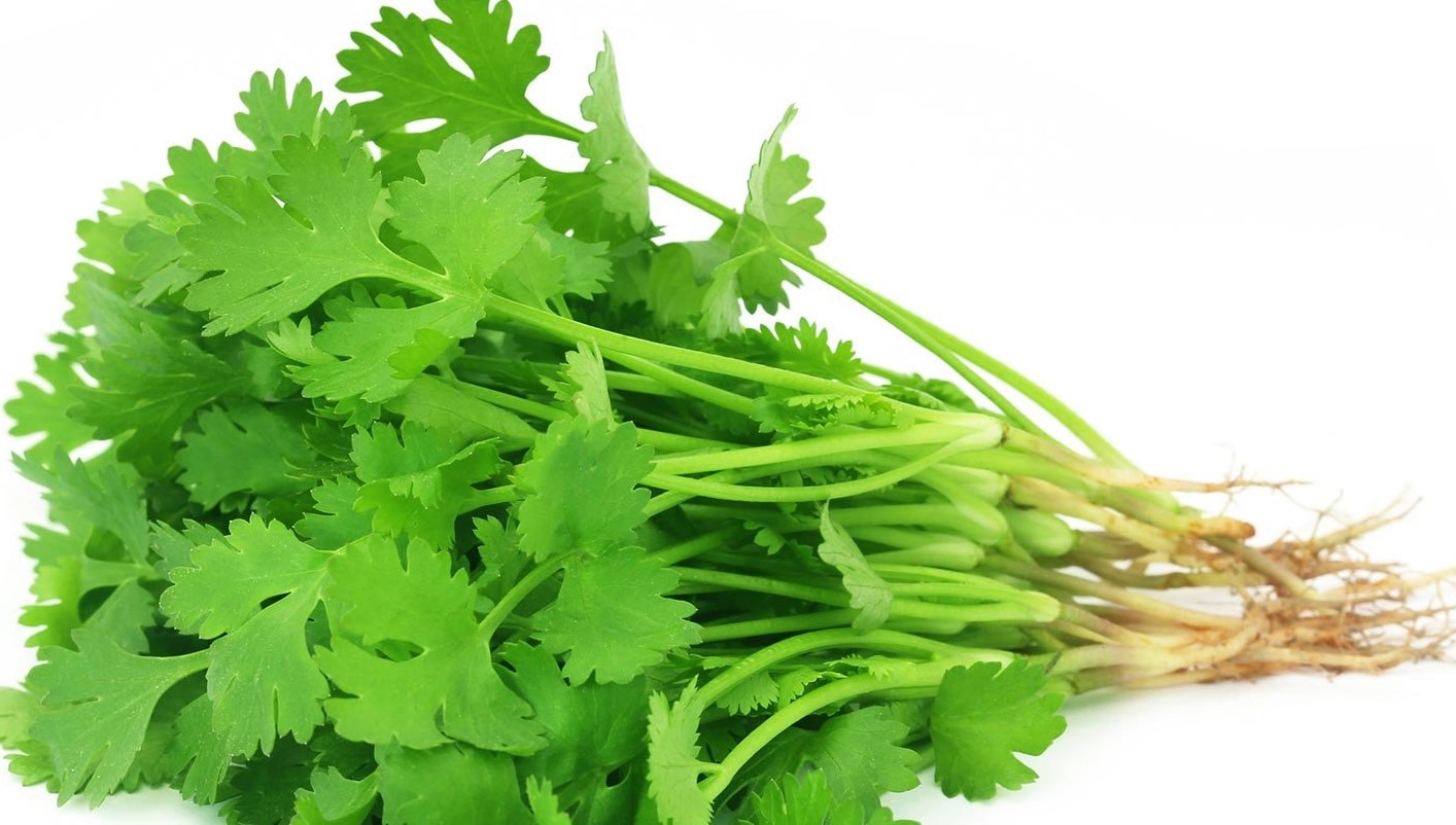 Health Benefits of Coriander Leaves or Seeds (Dhaniya)