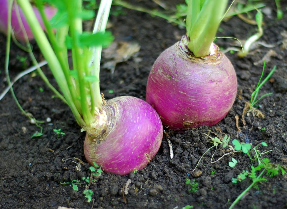 Health Benefits of Turnip