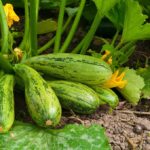 Health Benefits of Zucchini