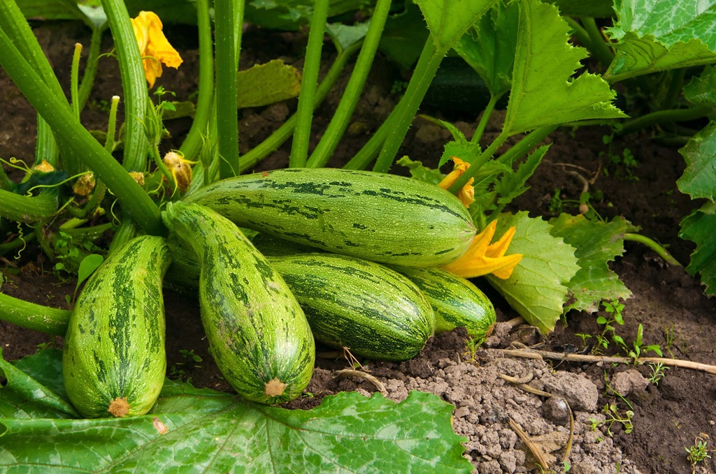 Health Benefits of Zucchini